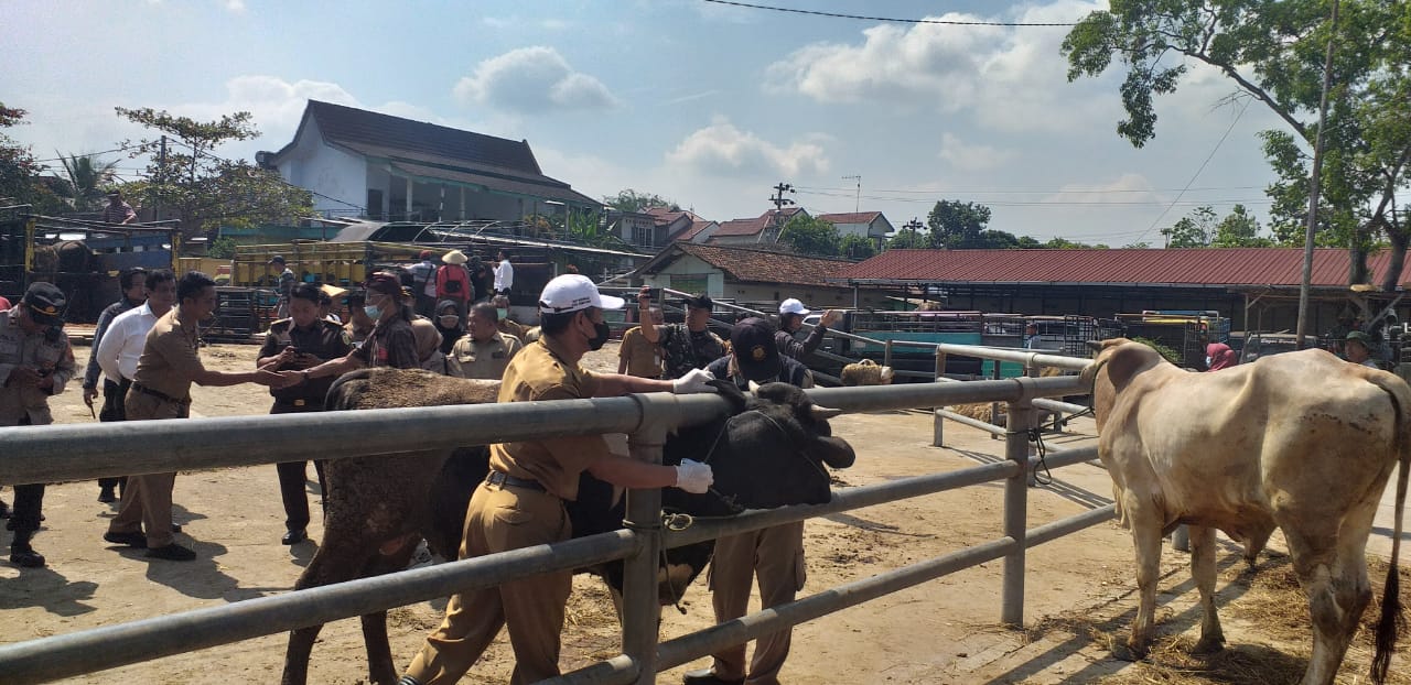 Pemkab Semarang jamin hewan kurban dari luar daerah sehat Pemkab Semarang jamin hewan kurban dari luar daerah sehat