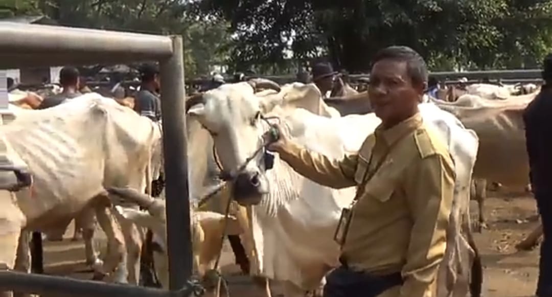 Jelang Idul Adha, harga sapi di Purwakarta alami kenaikan Jelang Idul Adha, harga sapi di Purwakarta alami kenaikan