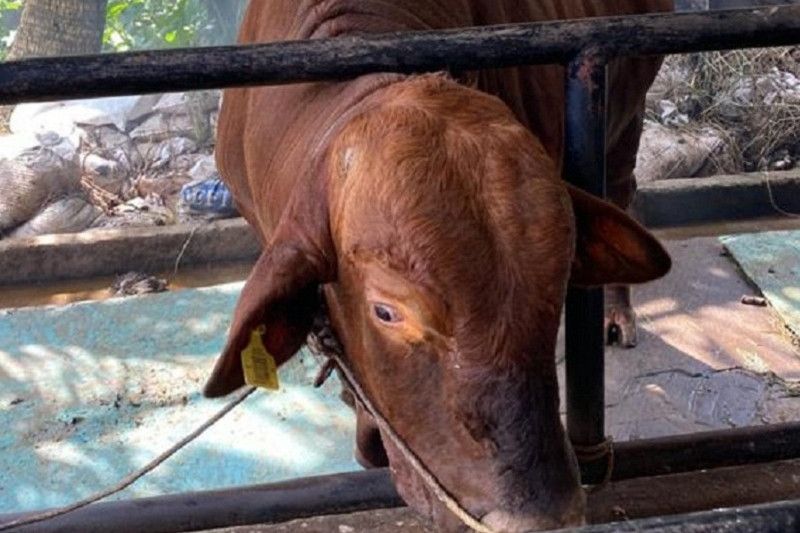 Sapi kurban Presiden disembelih di Kabupaten Merangin Sapi kurban Presiden disembelih di Kabupaten Merangin