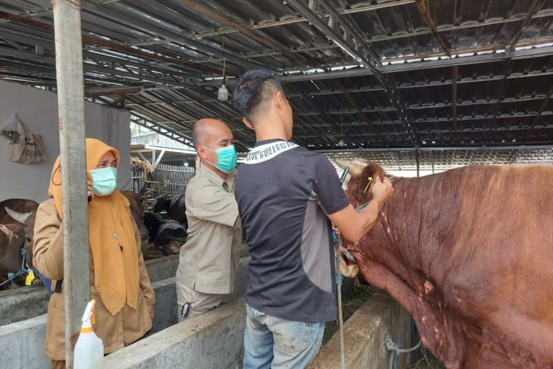 Pemeprov DKI Jakarta tetap periksa hewan kurban hingga H+3 Idul Adha