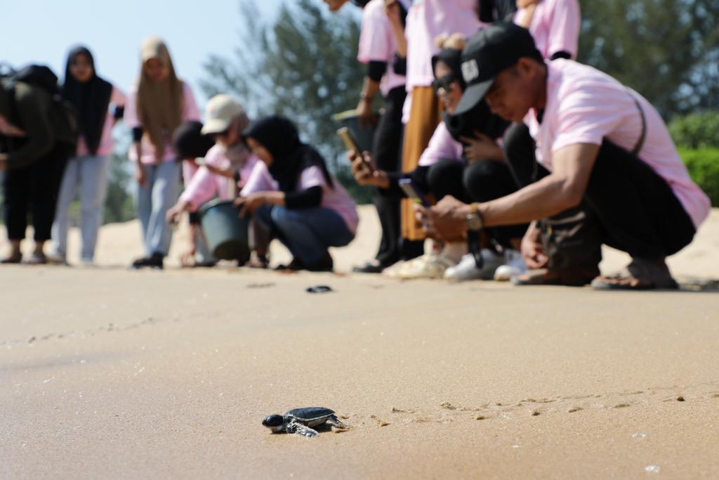 Relawan Ganjar lepas puluhan bayi penyu dan bersih-bersih di Pantai Sambas