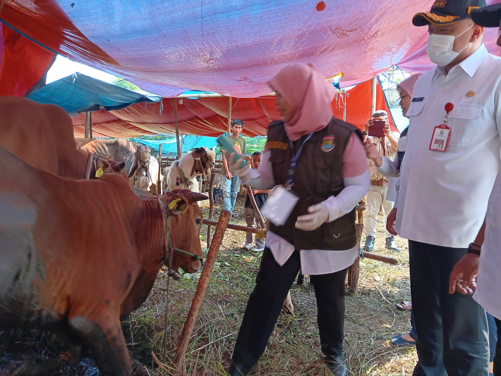 Bupati Tangerang sidak ke lapak penjualan hewan kurban Bupati Tangerang sidak ke lapak penjualan hewan kurban