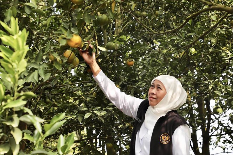 Wisata petik jeruk jadi magnet baru wisatawan ke Kota Batu