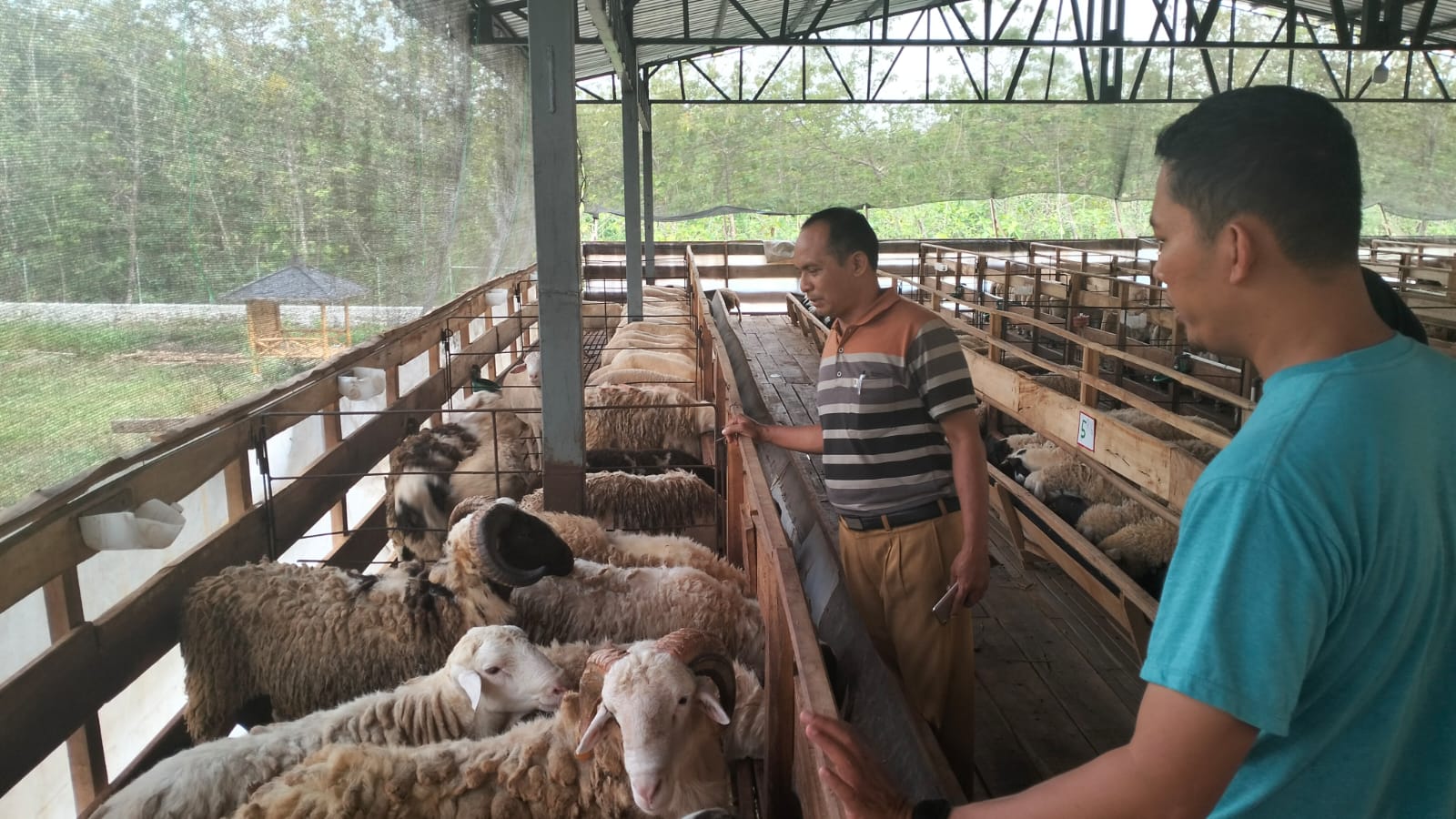 Pemkab Sukoharjo siapkan ribuan ekor ternak hadapi Idul Adha