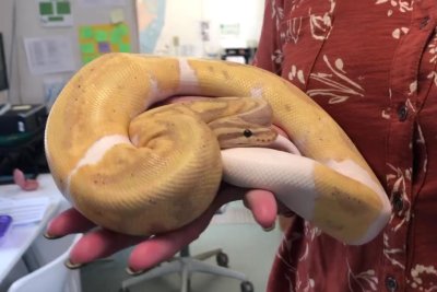 Ular piton albino di belakang kulkas gegerkan warga Ular piton albino di belakang kulkas gegerkan warga