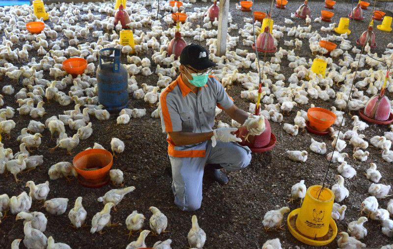 Flu burung dapat berkembang cepat jadi penyakit paru berat Flu burung dapat berkembang cepat jadi penyakit paru berat