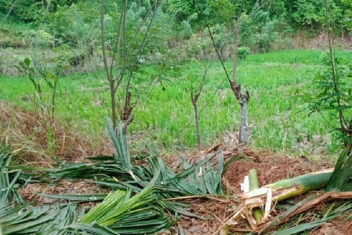 Gajah liar kembali rusak tanaman pinang dan padi warga di Aceh Jaya