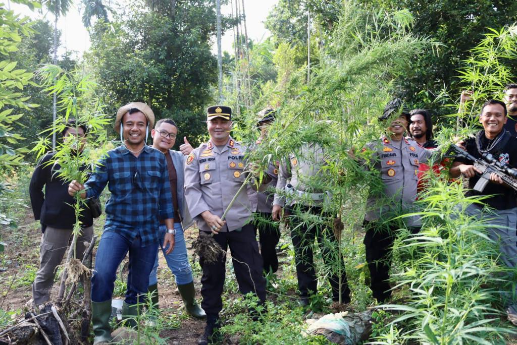 Polres Aceh Utara musnahkan 2 hektar ladang ganja di Sawang Polres Aceh Utara musnahkan 2 hektar ladang ganja di Sawang