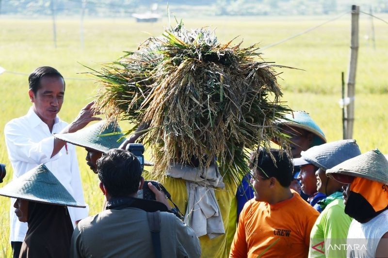 Panen raya, impor, dan harga beras wajar