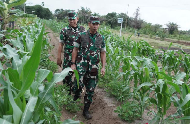Kodam Iskandar Muda garap 3.000 Ha lahan Jagung di Aceh Kodam Iskandar Muda garap 3.000 Ha lahan Jagung di Aceh