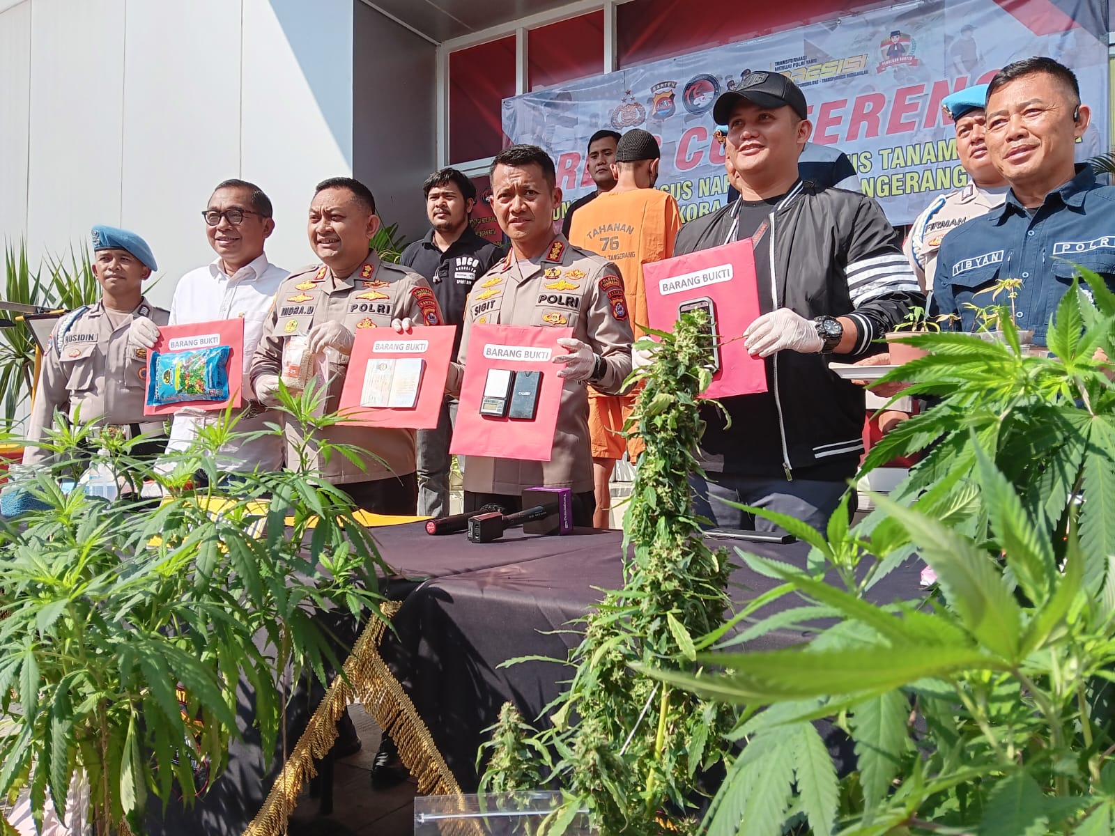 Tanam pohon ganja di rumah, RA ditangkap Satnarkoba Polresta Tangerang Tanam pohon ganja di rumah, RA ditangkap Satnarkoba Polresta Tangerang
