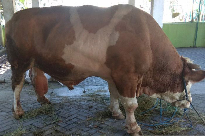 Pemkab Sragen perketat pengawasan pasar hewan jelang Idul Adha