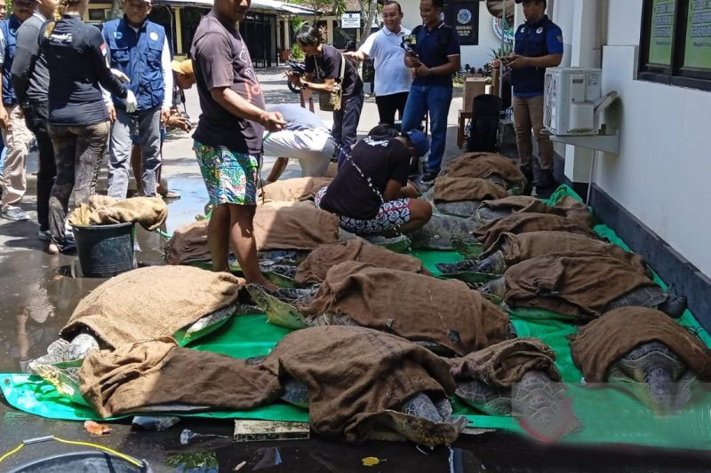 Polres Jembrana gagalkan penyelundupan 19 ekor penyu hijau Polres Jembrana gagalkan penyelundupan 19 ekor penyu hijau