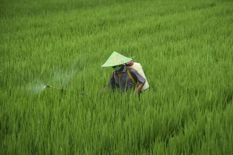 Pakar sebut padi berpigmen lebih resisten terhadap hama Pakar sebut padi berpigmen lebih resisten terhadap hama