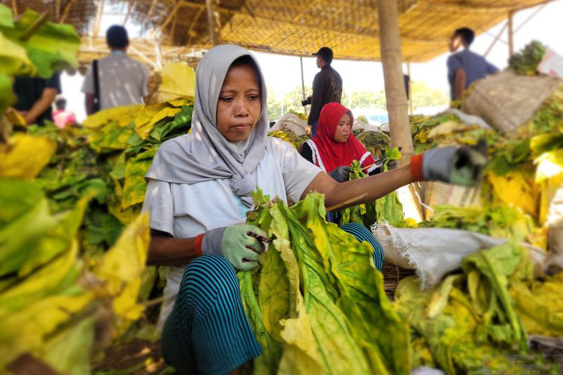 Pemkab Situbondo latih IKM kelola industri hasil tembakau Pemkab Situbondo latih IKM kelola industri hasil tembakau