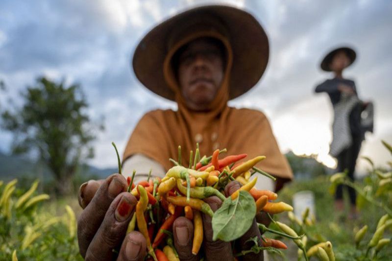 Petani pertahankan produksi cabai meski ada El Nino Petani pertahankan produksi cabai meski ada El Nino