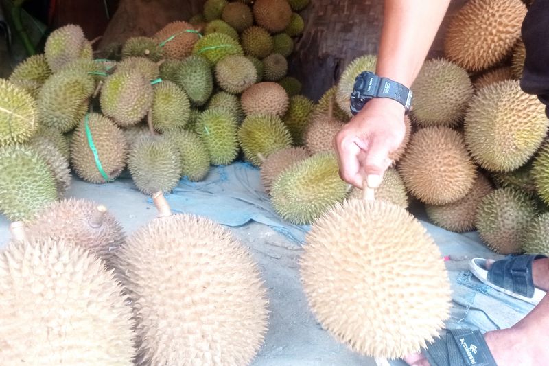Musim panen durian di Lebak jadi berkah tenaga kerja lokal