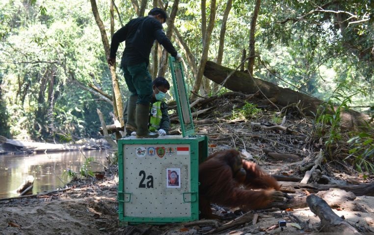 BKSDA Kaltim lepasliarkan empat orang utan ke Hutan Kehje Sewen