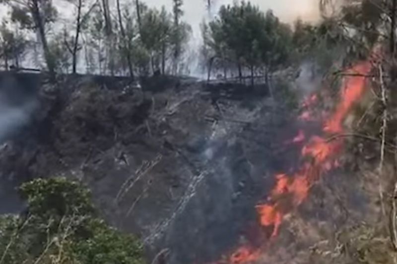 Kebakaran lahan di kawasan Gunung Rinjani mencapai 55 hektare Kebakaran lahan di kawasan Gunung Rinjani mencapai 55 hektare