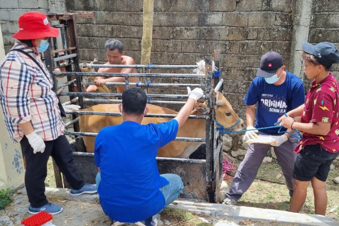Laboratorium Veteriner Gorontalo gelar survelains kendalikan PMK hewan Laboratorium Veteriner Gorontalo gelar survelains kendalikan PMK hewan