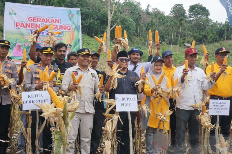 Pemerintah targetkan Pidie jadi lumbung jagung Aceh