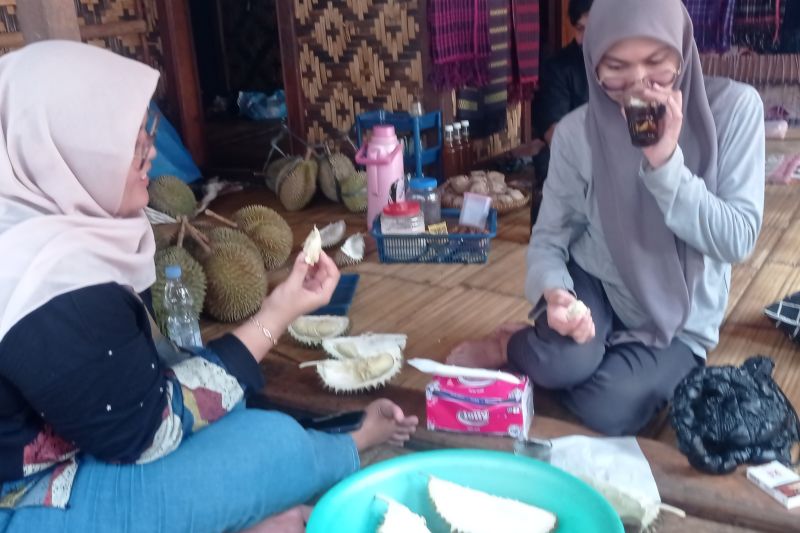 Wisatawan padati permukiman Badui buru buah durian Wisatawan padati permukiman Badui buru buah durian