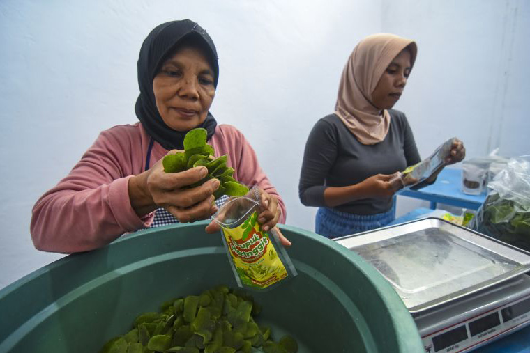Besarnya manfaat daun kelor untuk kesehatan dan juga ekonomi