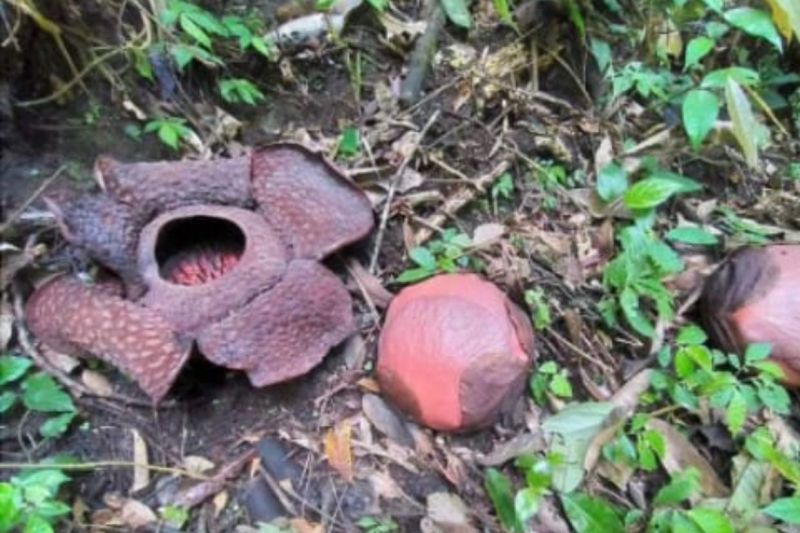 Lima individu bunga rafflesia bakal mekar di Palupuh Agam Lima individu bunga rafflesia bakal mekar di Palupuh Agam