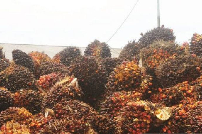Harga CPO di Jambi naik Rp151 per kilogram