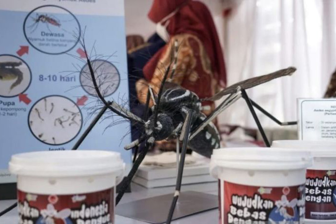 Efektivitas nyamuk ber-Wolbachia menekan dengue Efektivitas nyamuk ber-Wolbachia menekan dengue