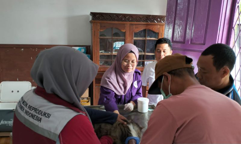 Mukomuko buka layanan USG gratis untuk hewan bunting Mukomuko buka layanan USG gratis untuk hewan bunting