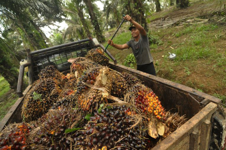 Industri sawit tanggapi tuduhan pelanggaran lingkungan Industri sawit tanggapi tuduhan pelanggaran lingkungan