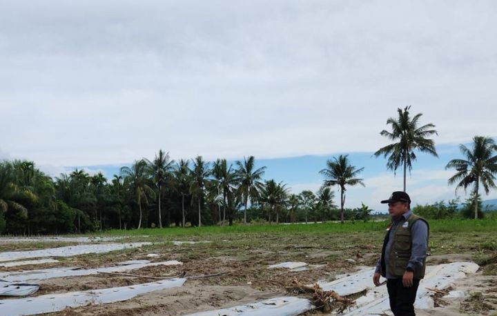 Banjir Aceh Tenggara rusak 467,25 hektare lahan pertanian Banjir Aceh Tenggara rusak 467,25 hektare lahan pertanian