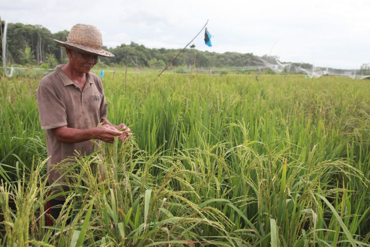 Pemprov Sumut siap kembangkan lahan rawa jadi sawah