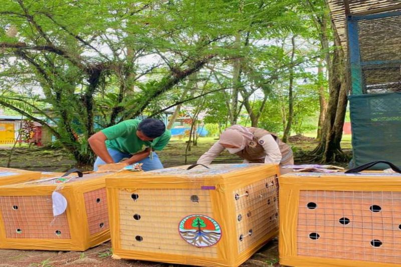 Karantina Pertanian Timika komitmen melestarikan satwa endemik Papua Karantina Pertanian Timika komitmen melestarikan satwa endemik Papua