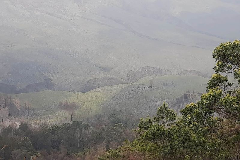 Savana Bromo kembali hijau pascakebakaran Savana Bromo kembali hijau pascakebakaran