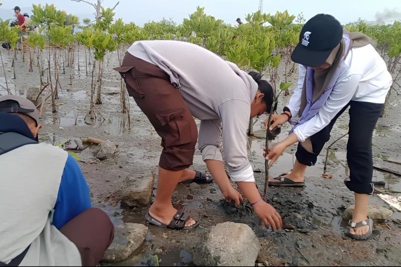 Menjadikan mangrove sebagai pilar ketahanan ekonomi biru Menjadikan mangrove sebagai pilar ketahanan ekonomi biru