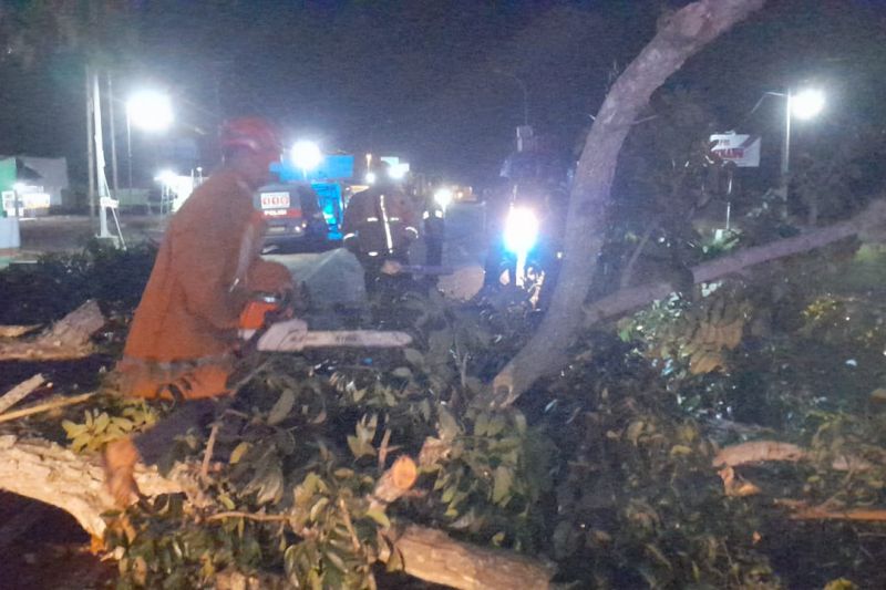 Petugas damkar evakuasi pohon tumbang halangi jalan Lintas Sumatera Petugas damkar evakuasi pohon tumbang halangi jalan Lintas Sumatera