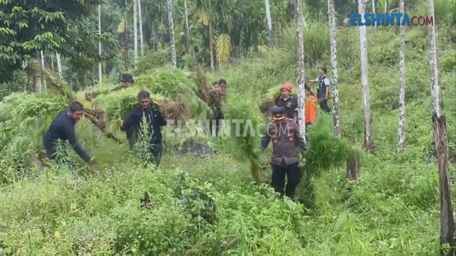 Ladang ganja seluas lima hektare dimusnahkan Ladang ganja seluas lima hektare dimusnahkan