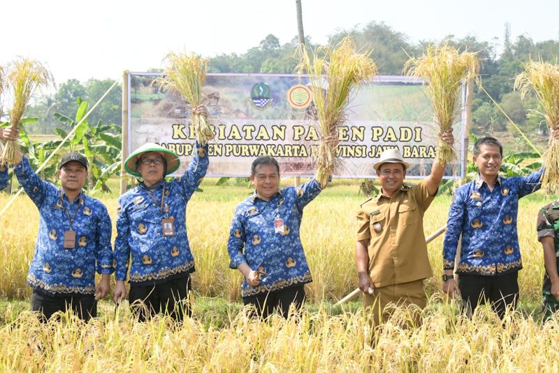 Sawah seluas 2.486 hektare di Purwakarta panen selama Oktober Sawah seluas 2.486 hektare di Purwakarta panen selama Oktober
