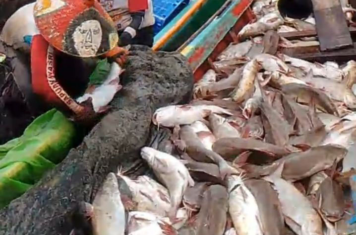 Nelayan Mukomuko sedang panen ikan Nelayan Mukomuko sedang panen ikan
