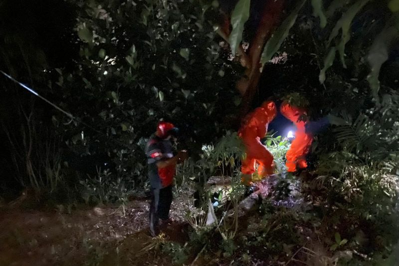 Petugas Damkar Bintan eksekusi sarang tawon vespa pada malam hari