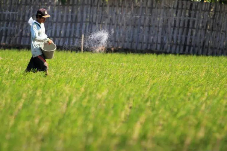 Pemda DIY permudah petani akses pupuk kimia melalui peran gapoktan Pemda DIY permudah petani akses pupuk kimia melalui peran gapoktan