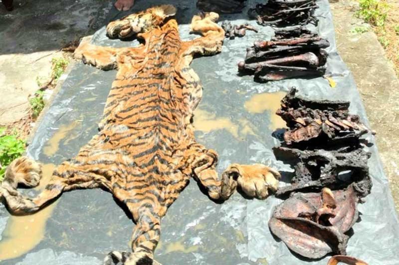 JPU Kejati Aceh terima vonis hakim perkara penjualan harimau