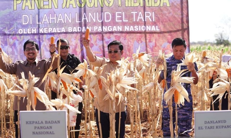 Pemerintah impor 500 ribu ton jagung pakan atasi defisit produksi Pemerintah impor 500 ribu ton jagung pakan atasi defisit produksi