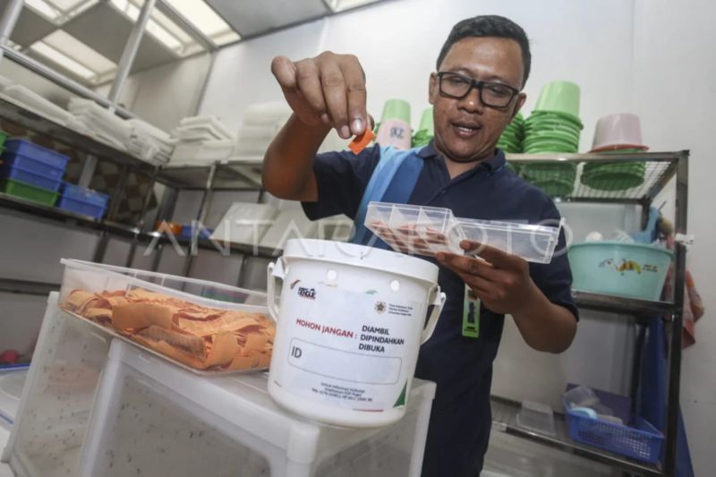 Kemenkes tebar telur nyamuk Wolbachia guna mengatasi DBD di Kupang Kemenkes tebar telur nyamuk Wolbachia guna mengatasi DBD di Kupang