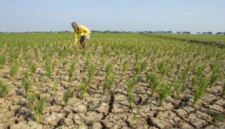 Sawah seluas 110 hektare di Purwakarta kekeringan