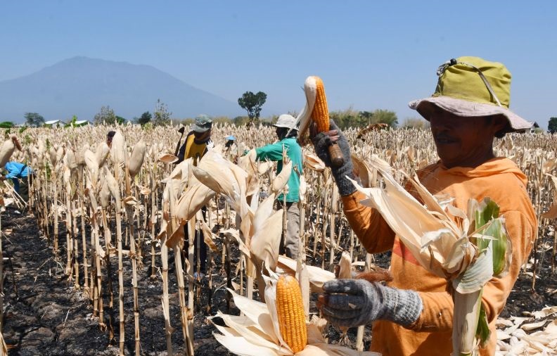 Konsumsi jagung guna turunkan angka stunting
