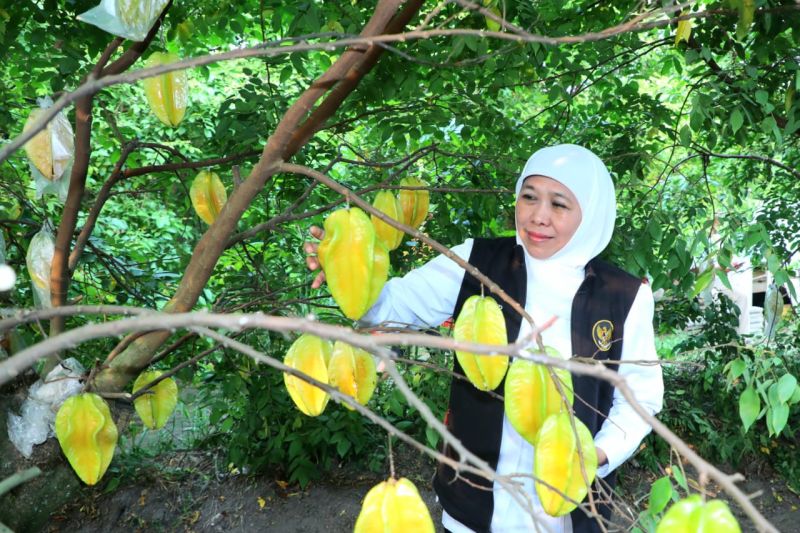 Gubernur apresiasi agrowisata belimbing Blitar destinasi andalan Gubernur apresiasi agrowisata belimbing Blitar destinasi andalan