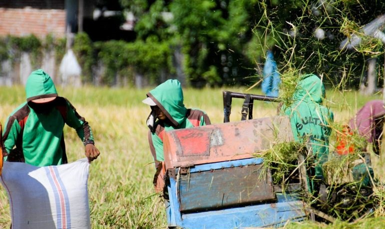 Situbondo terapkan sistem bergiliran mengairi sawah dampak El Nino Situbondo terapkan sistem bergiliran mengairi sawah dampak El Nino